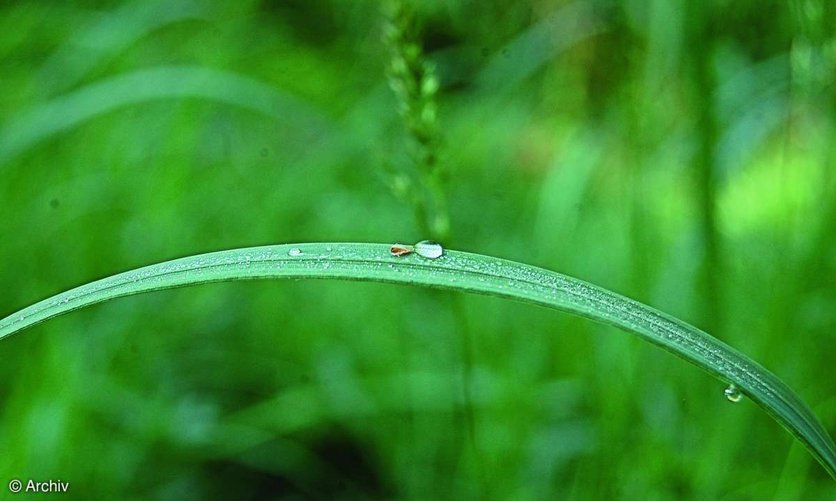 Fotografieren aus der Froschperspektive