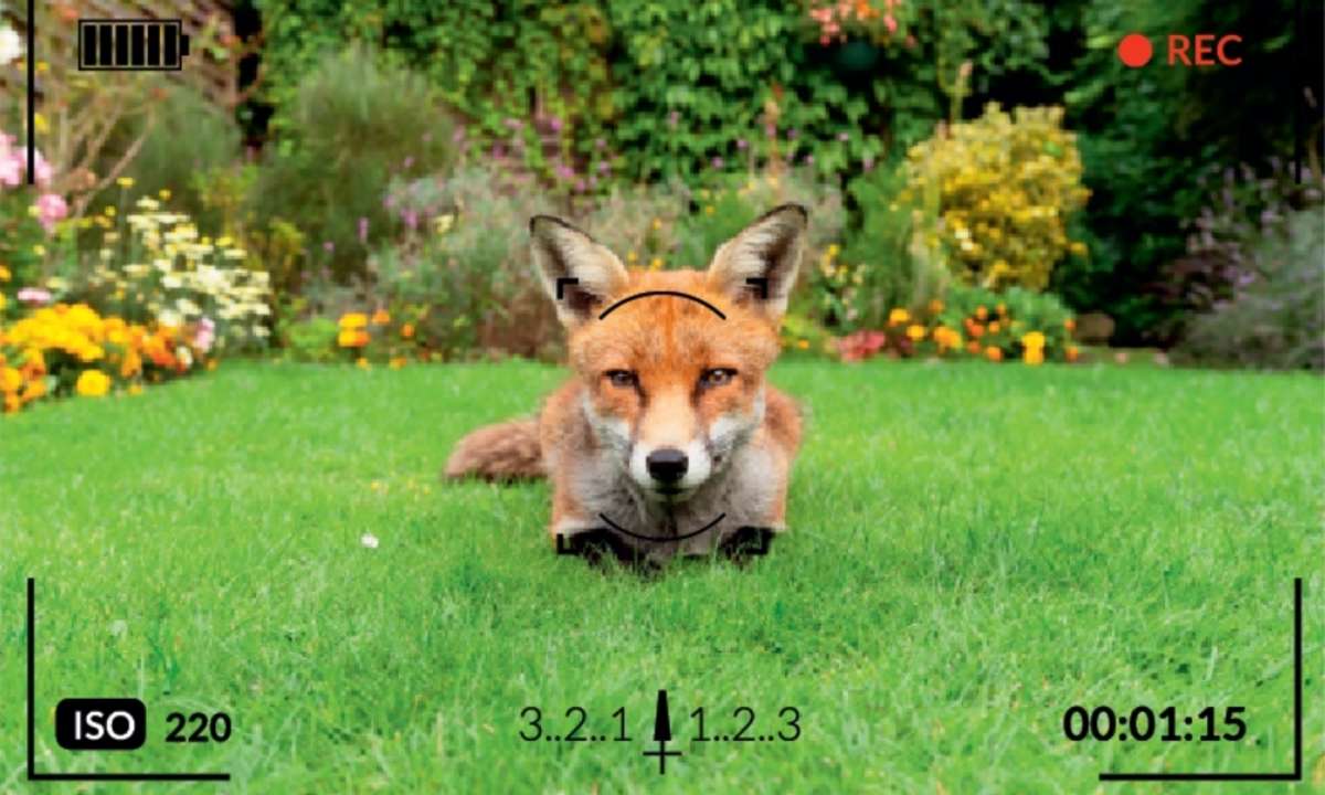 Fuchs im Visier der Kamera