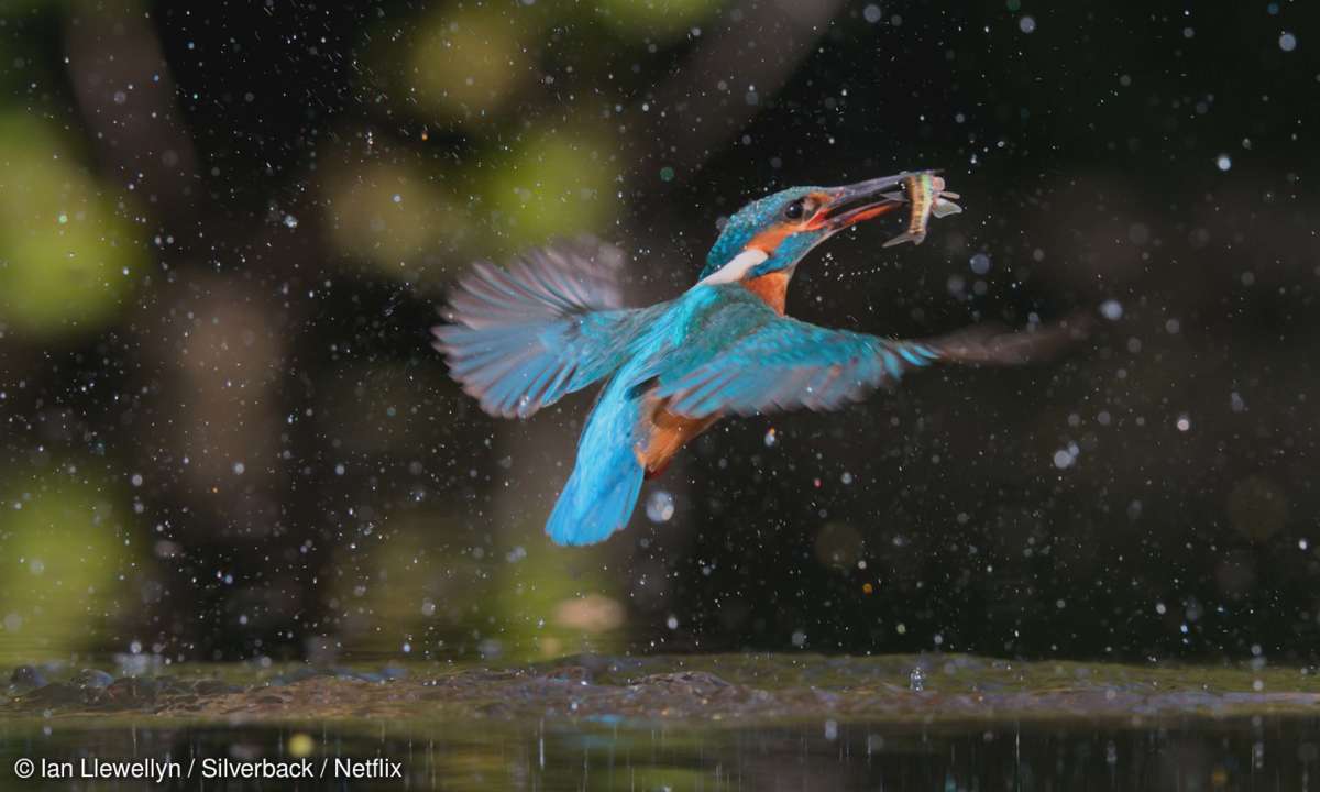 Ein Eisvogel fängt einen Fisch