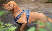 Smarte Gadgets für Hund & Katz