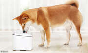 Smarte Gadgets für Hund & Katz