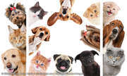 Tierisch smarte Gadgets