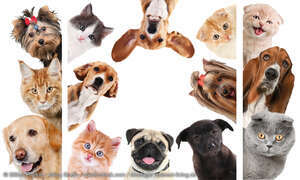Tierisch smarte Gadgets