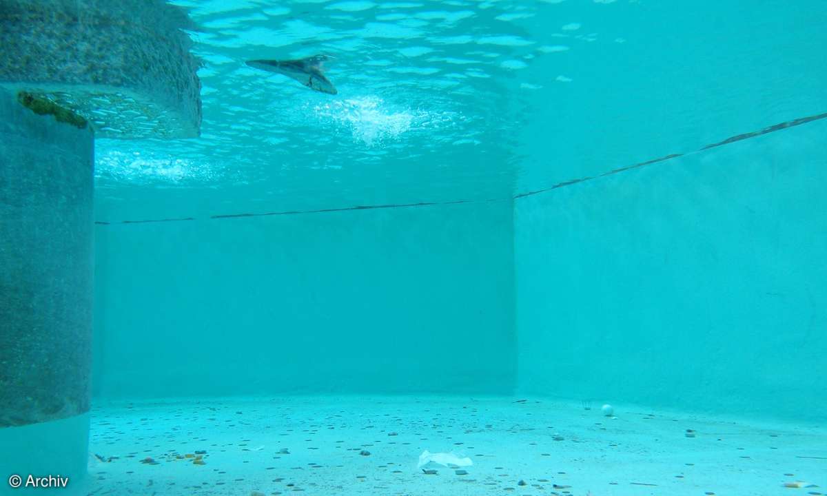 Olympus µ 1030SW - Unterwasserfotografie