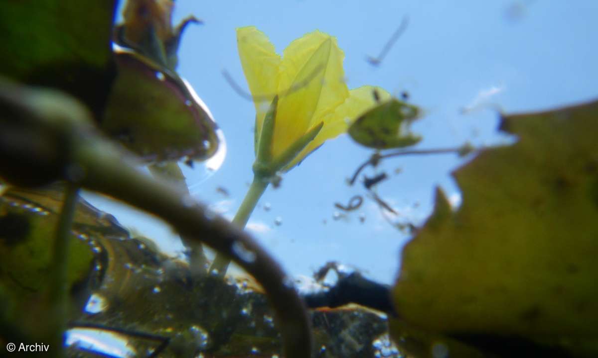 Pentax Optio W60: Unterwasser