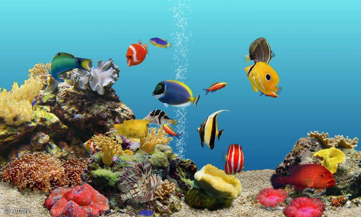 S.A.D. Digifish