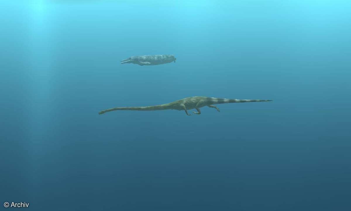 S.A.D. Digifish