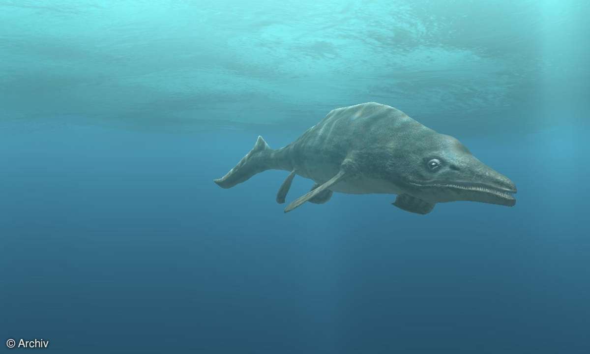 S.A.D. Digifish