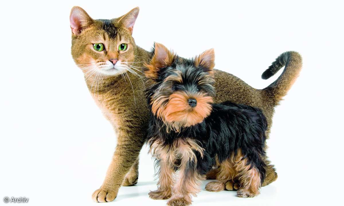 Hund Katze Tier Haustier