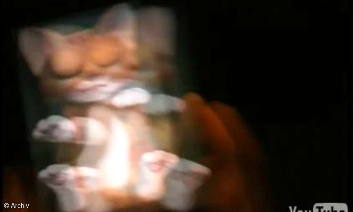 Fiese Katzenfolter mit iKitty