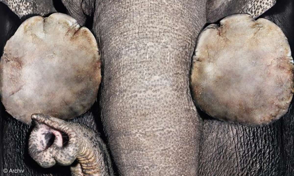 Elefant von unten