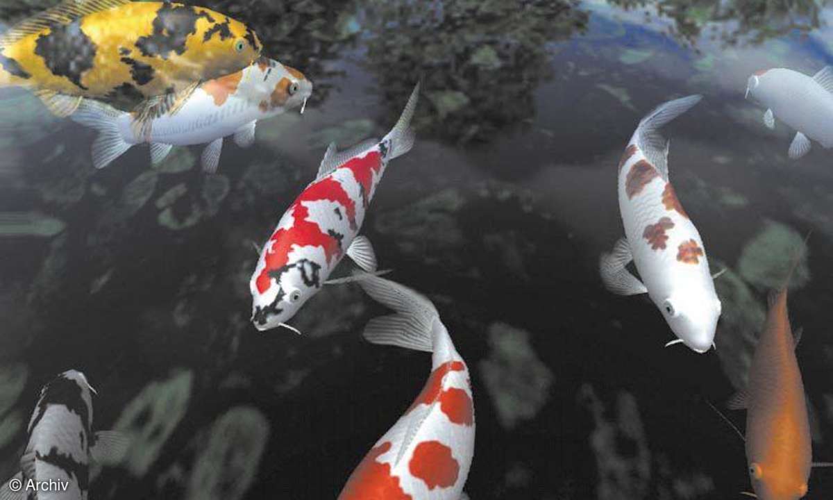 Bildschirmschoner: Koi-3D exklusiv 1.01
