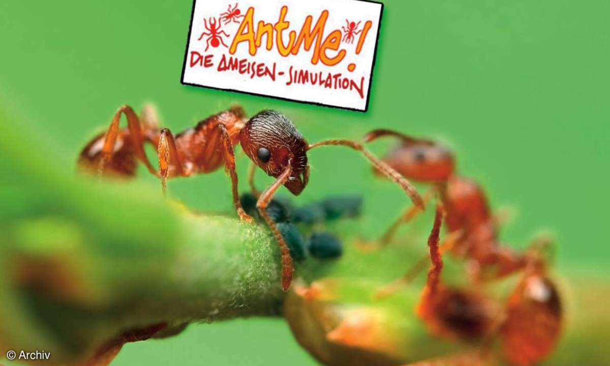 Microsoft AntMe