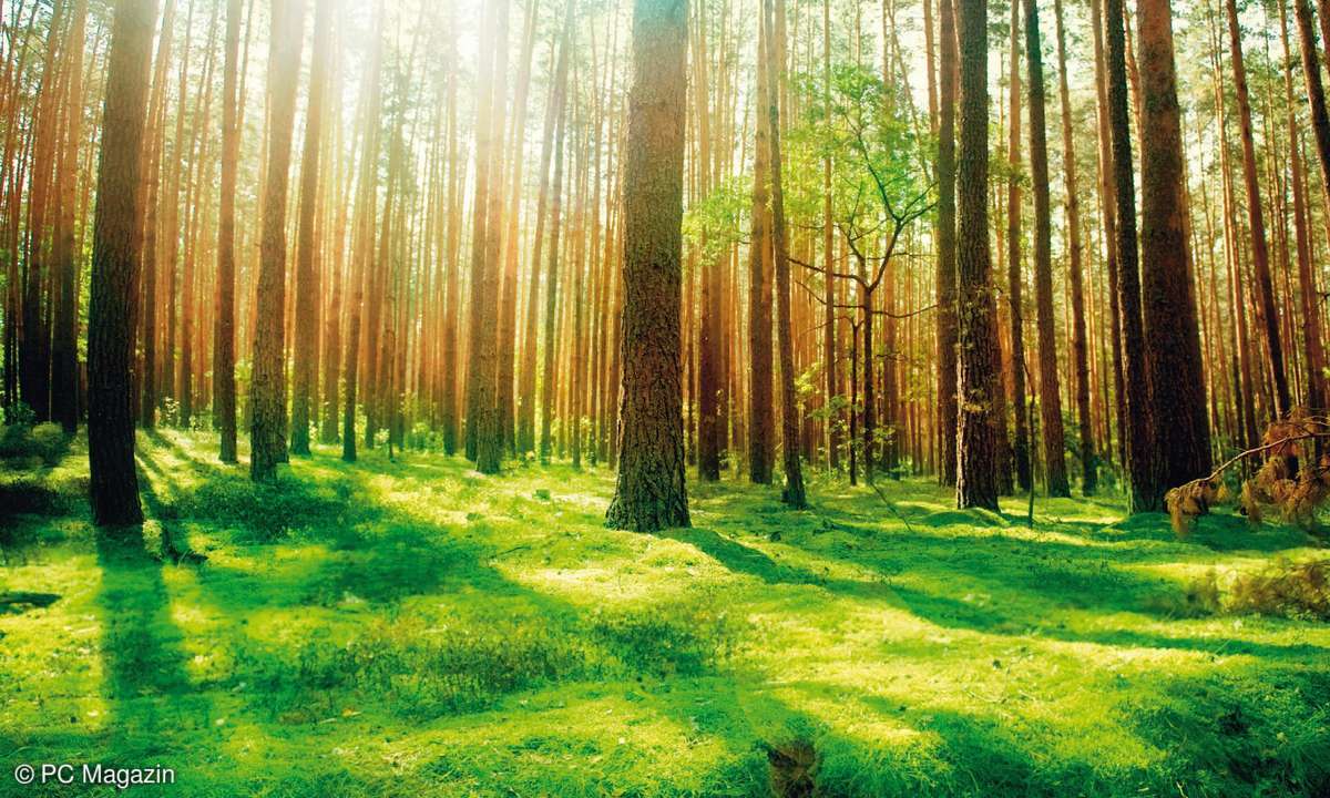 wald, bäume