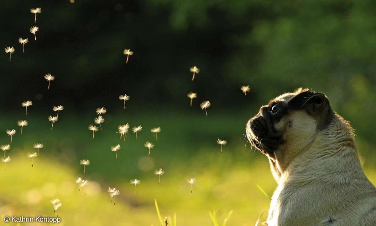 Fotopraxis Hunde