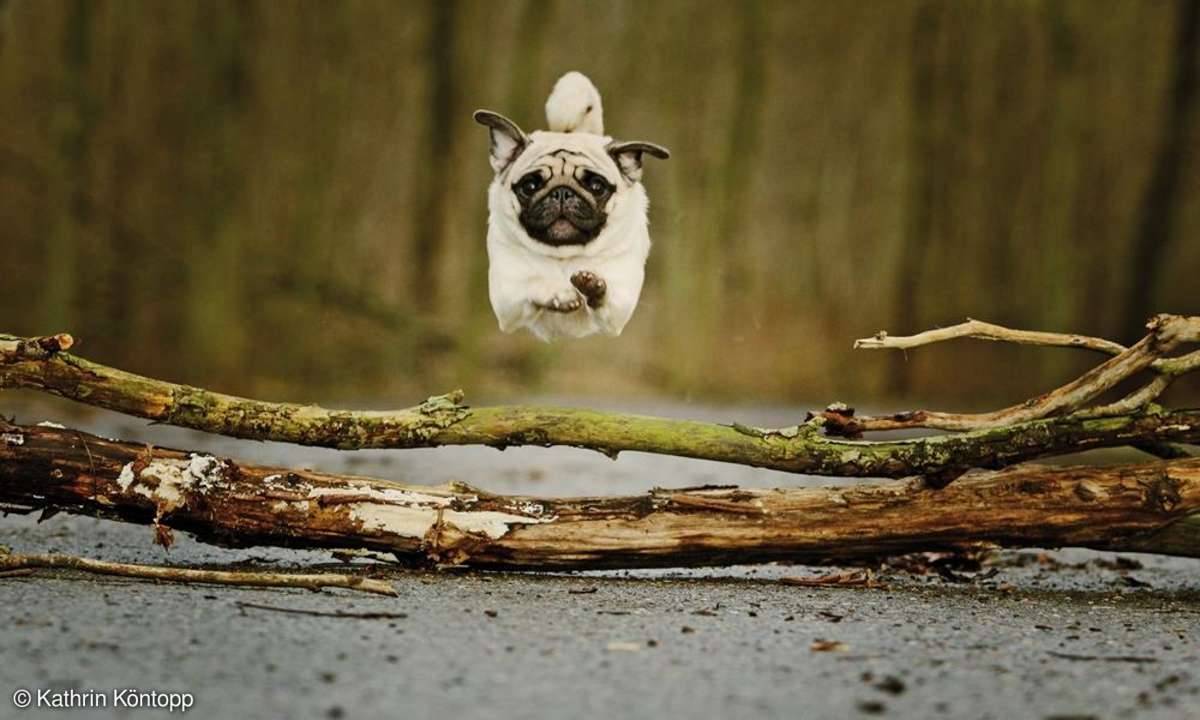 Fotopraxis Hunde