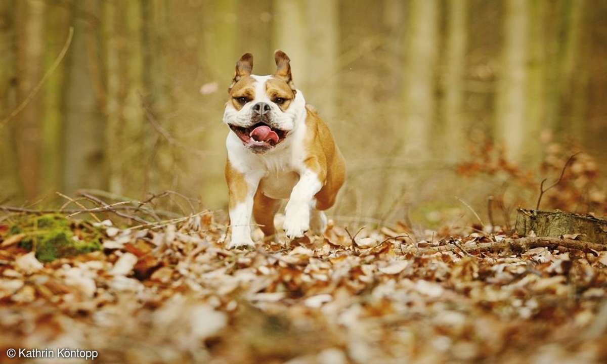 Fotopraxis Hunde