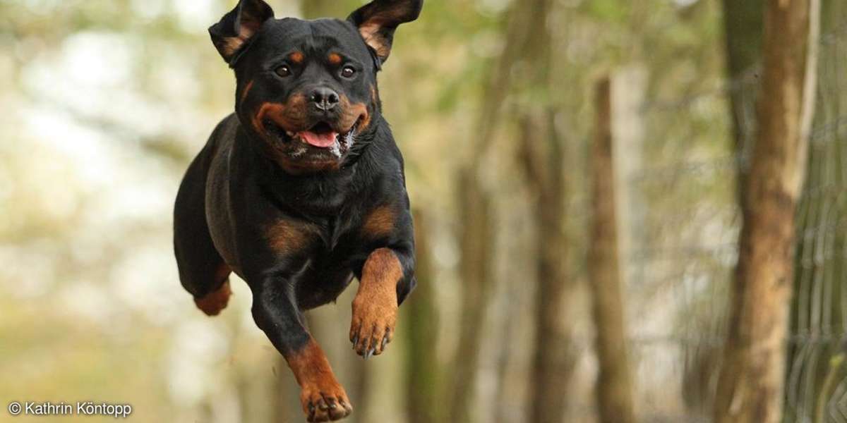 Hunde fotografieren in Bewegung und Potrait