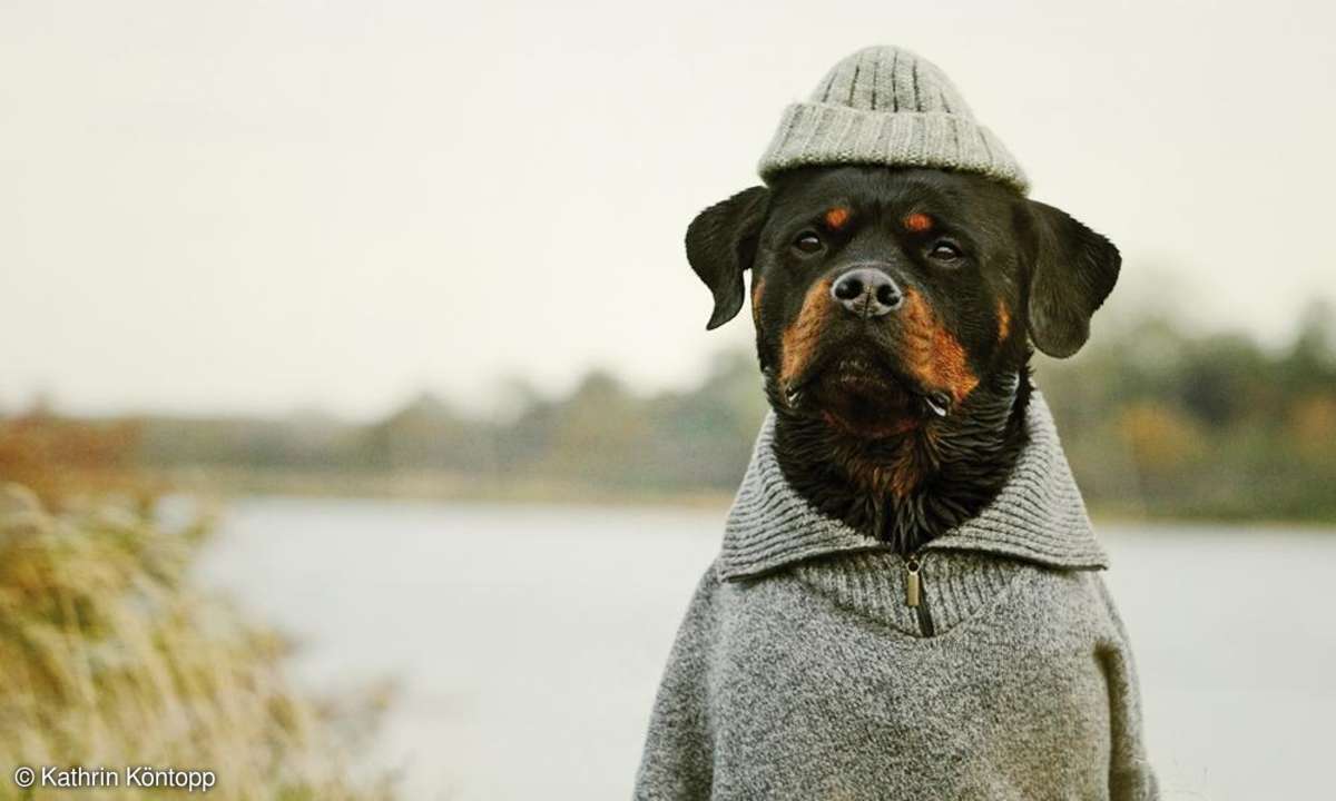 Fotopraxis Hunde