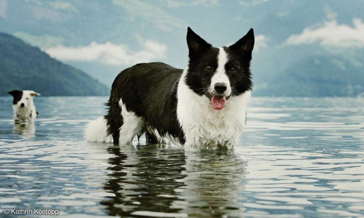 Fotopraxis Hunde