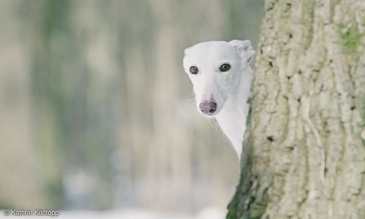 Fotopraxis Hunde