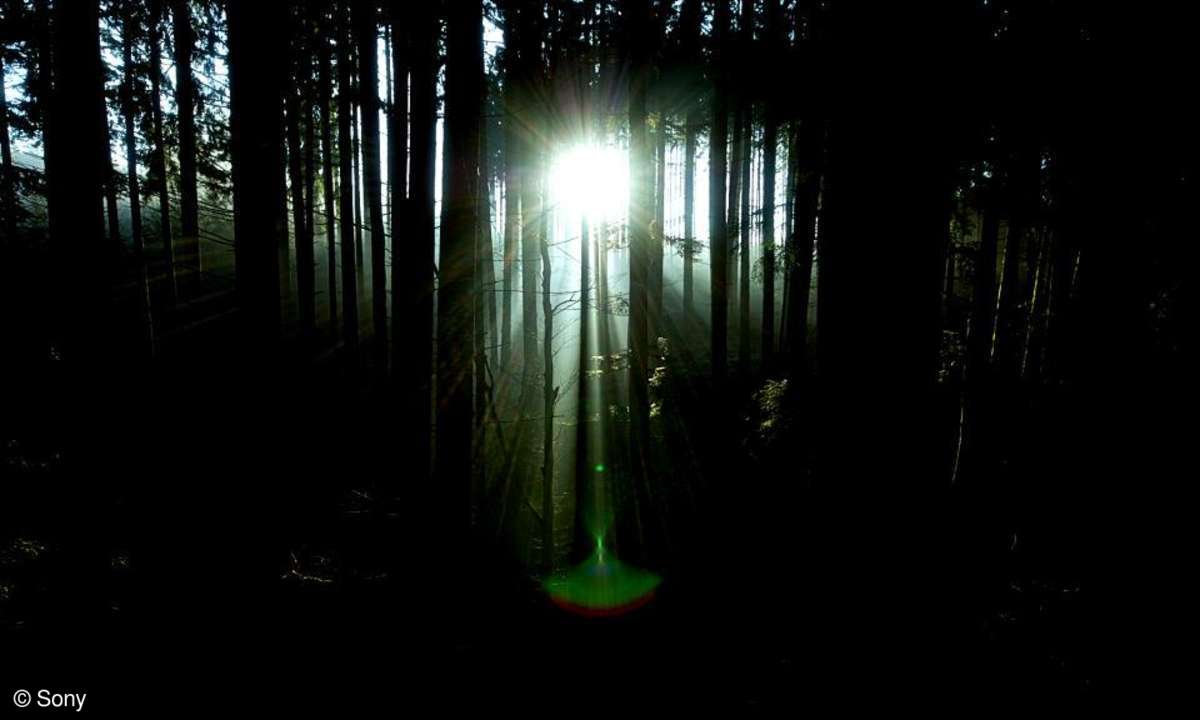 Ausschnitt aus der DVD forsenses II - Timber Lounge