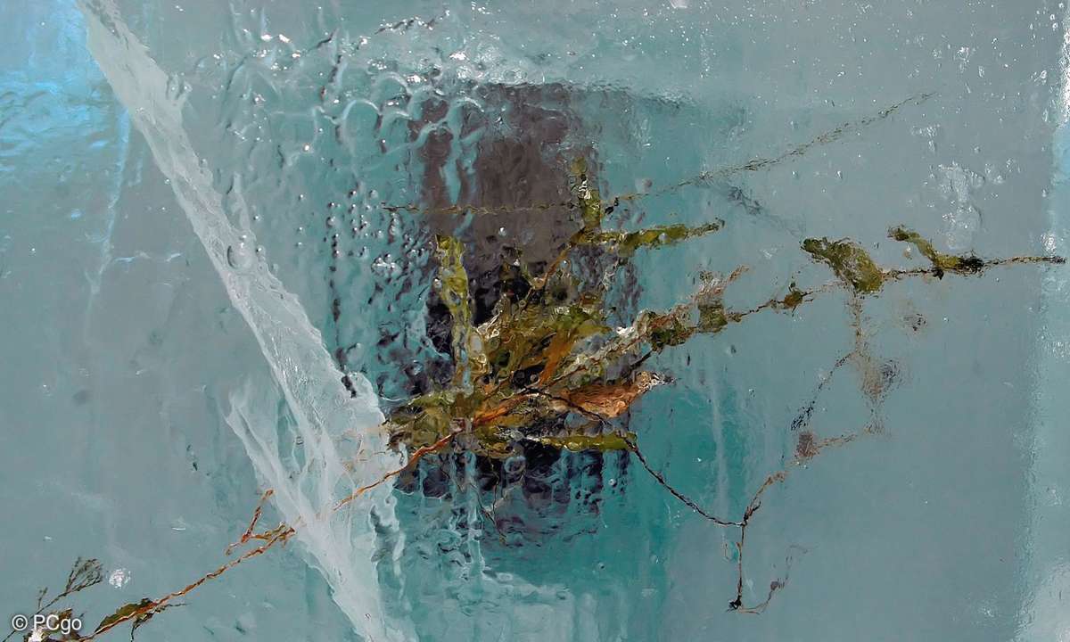 Winterliche Motive bieten auch genügend Möglichkeiten für interessante Makroaufnahmen.