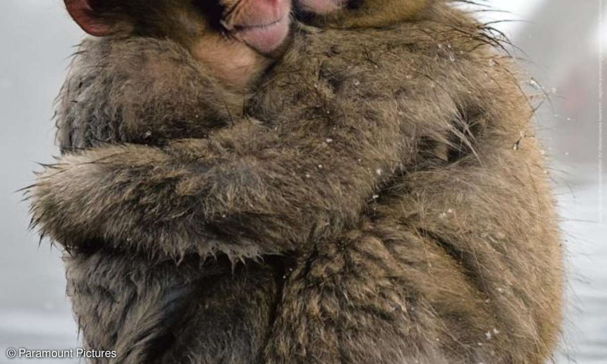 Ob Robbe, Affe oder Erdbeerfrosch - alle fangen mal klein an. 