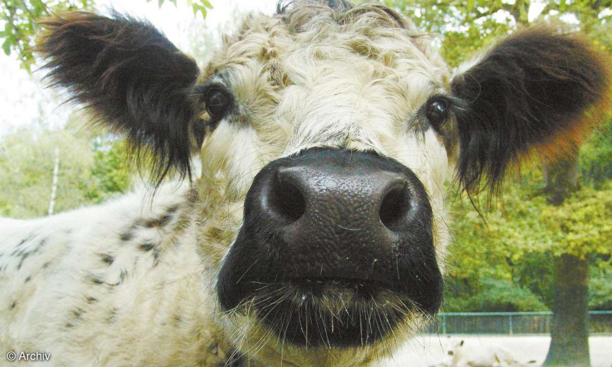 Praxis: Tierfotografie