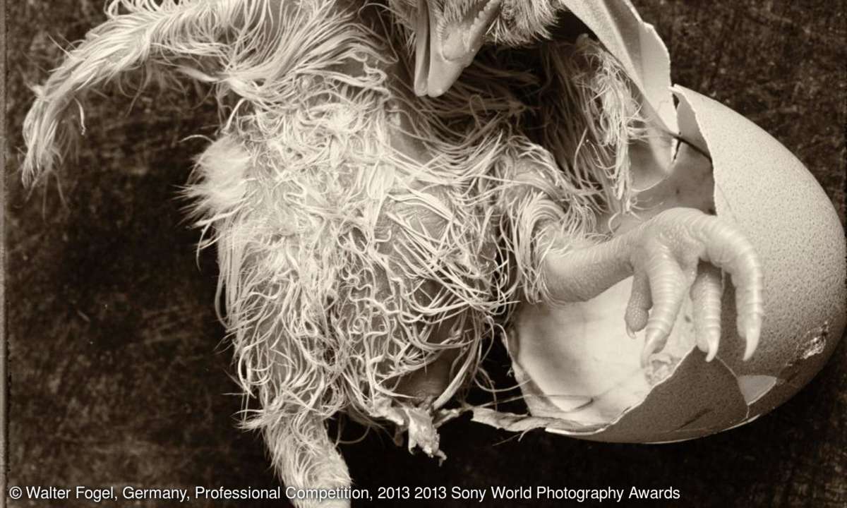 Walter Fogel, Germany, Shortlist, Nature & Wildlife, Professional Competition, 2013