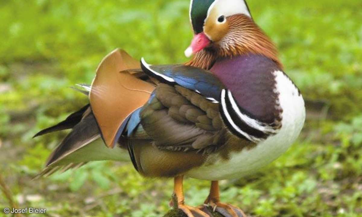 Praxis: Tierfotografie