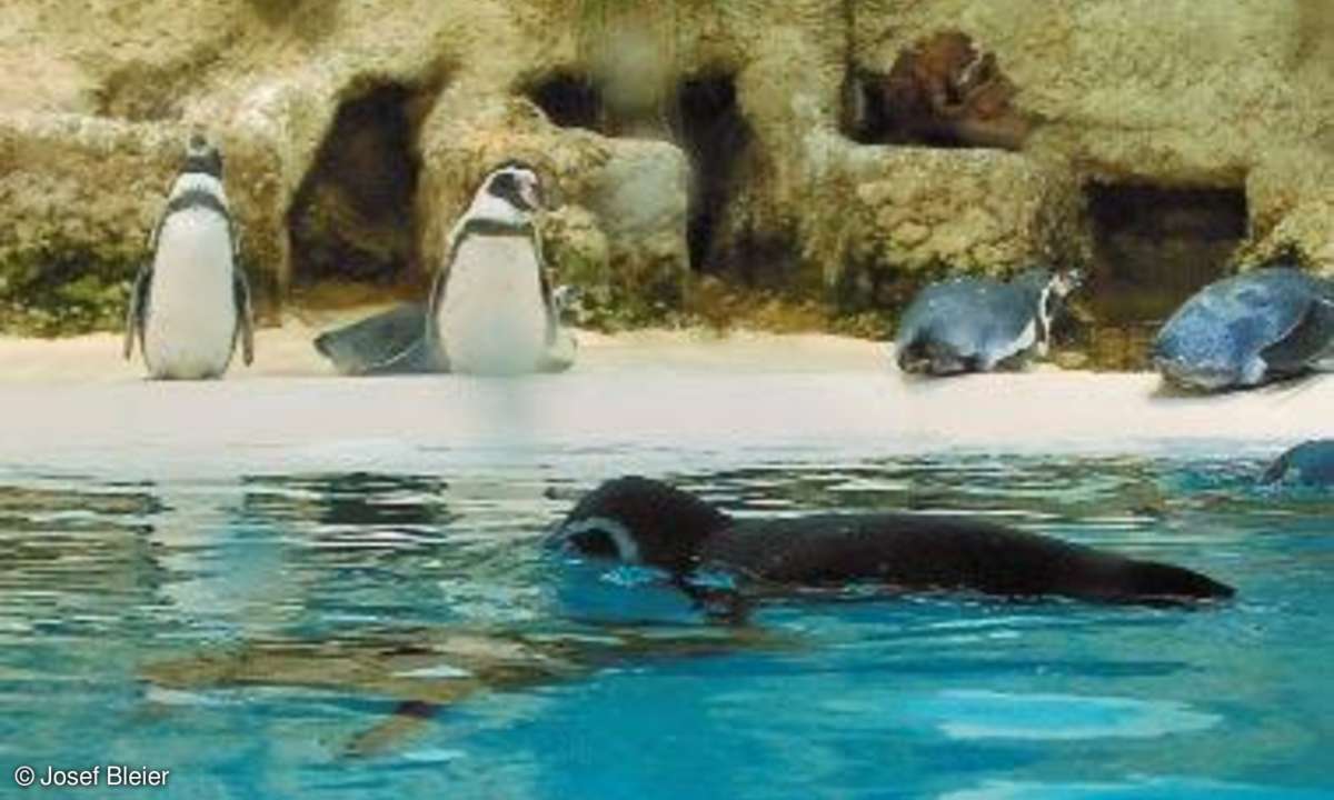 Praxis: Tierfotografie