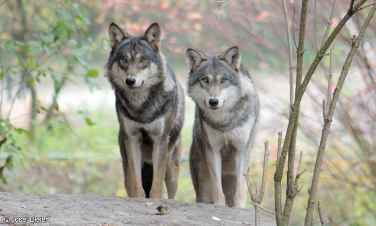 Praxis: Tierfotografie