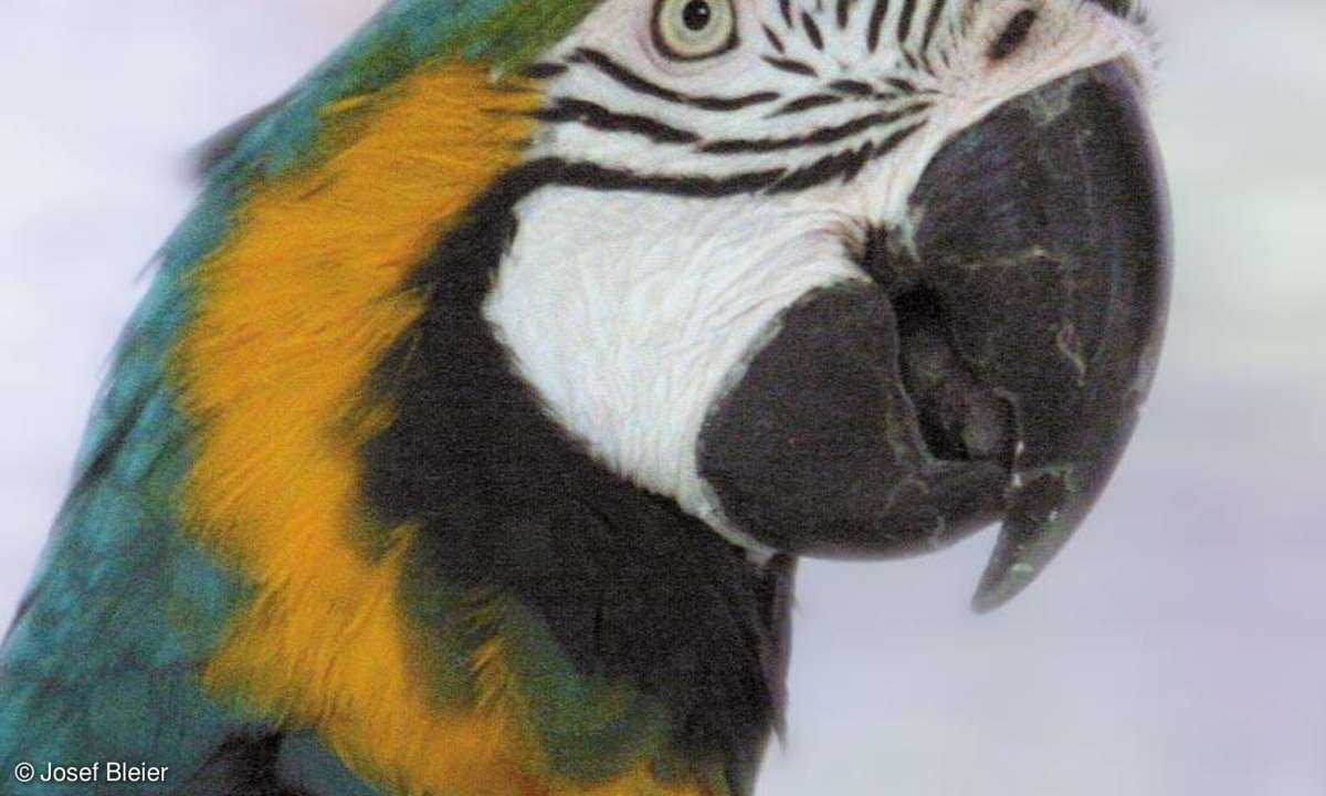 Praxis: Tierfotografie