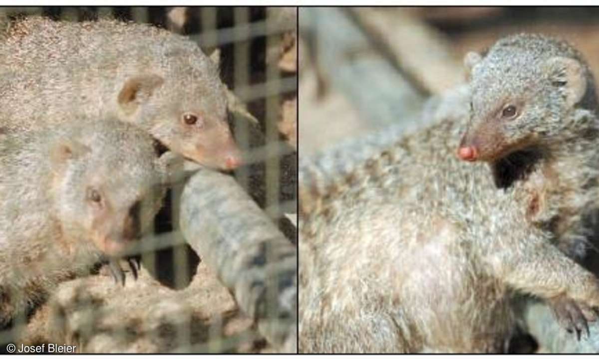 Praxis: Tierfotografie