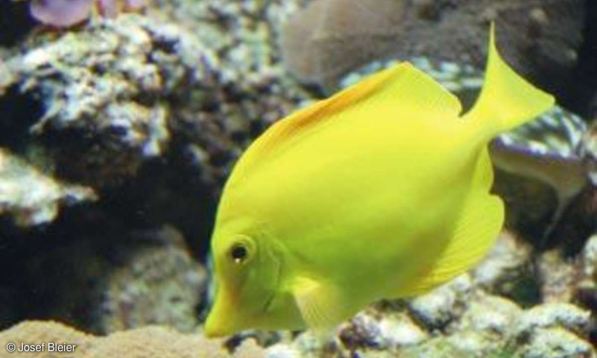 Praxis: Tierfotografie