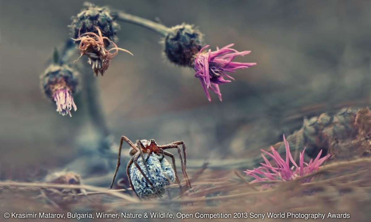 Welcome to the World of the Spider