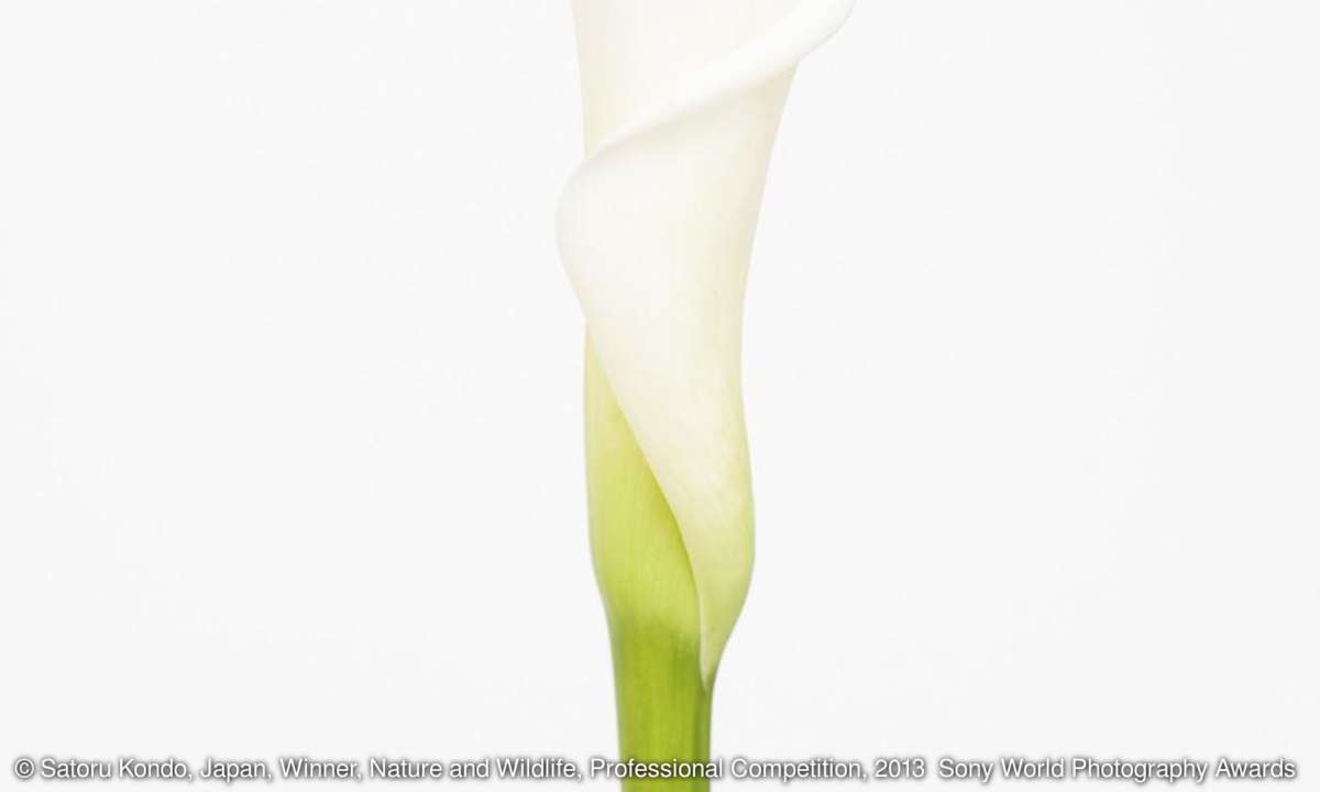 Anthurium