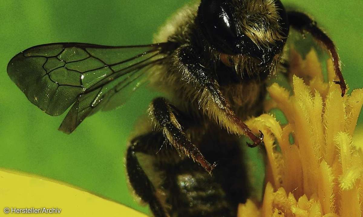 Aufnahme - Macro 1,5 Rollei