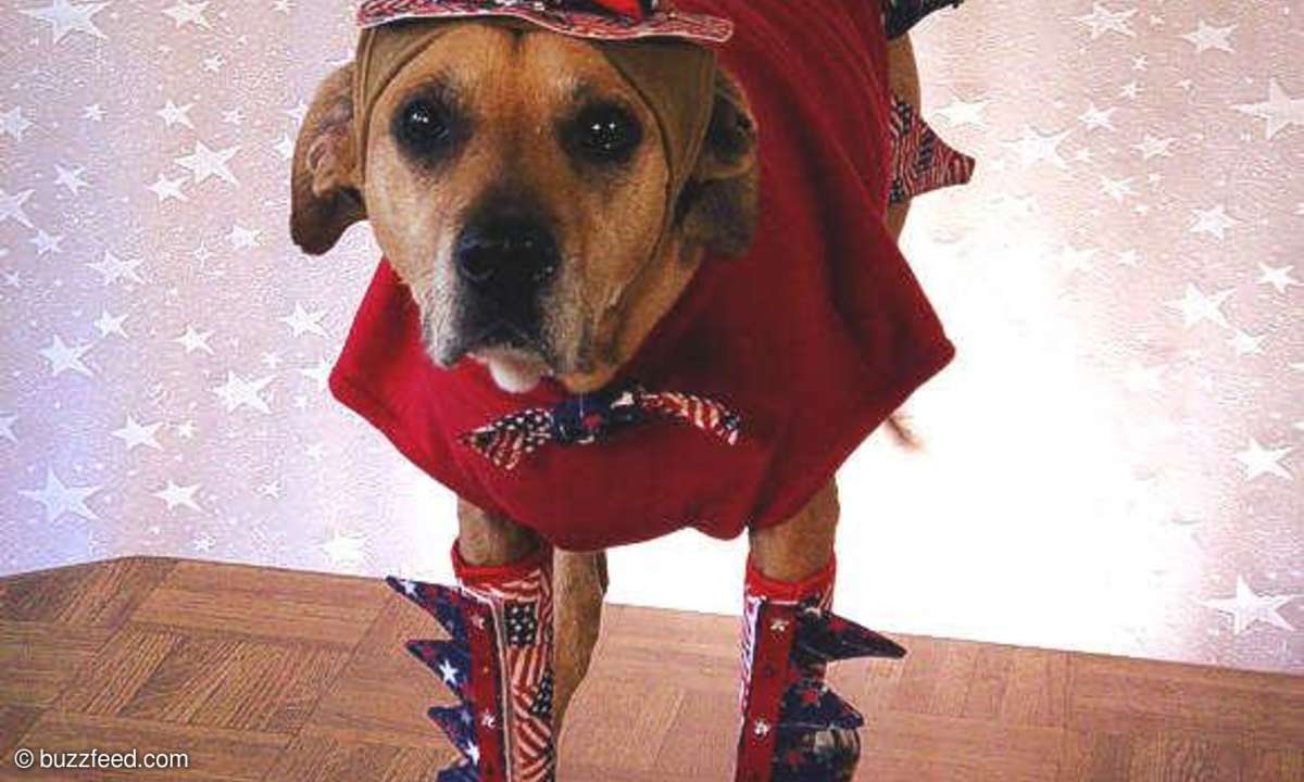 Hund