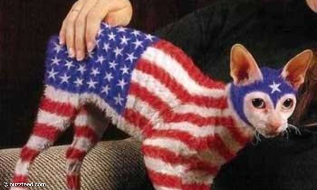Katze, Indepedence Day