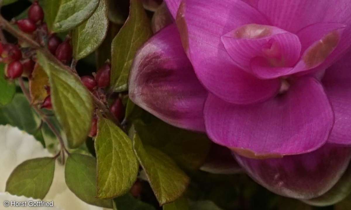 Sony Alpha A7R Test Bild Foto - Horst Gottfried