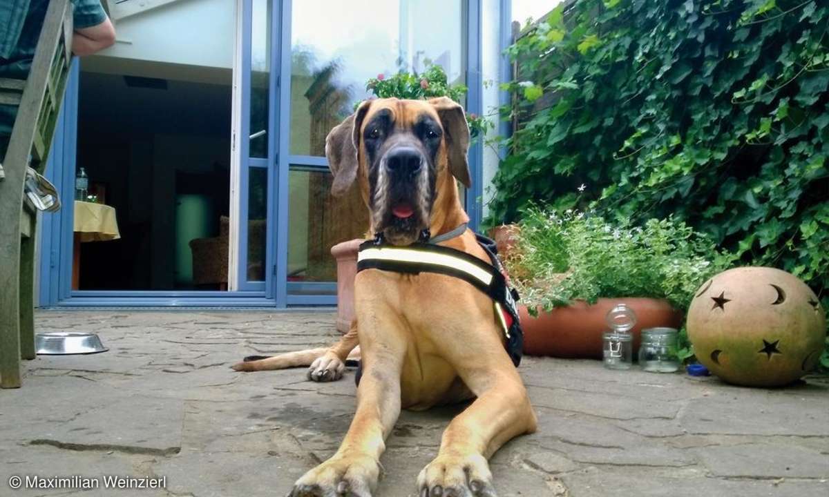 Hundeportrait