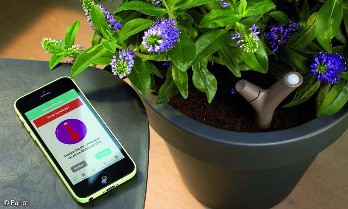 Pflanze,flower power, flower power sensor,parrot,app