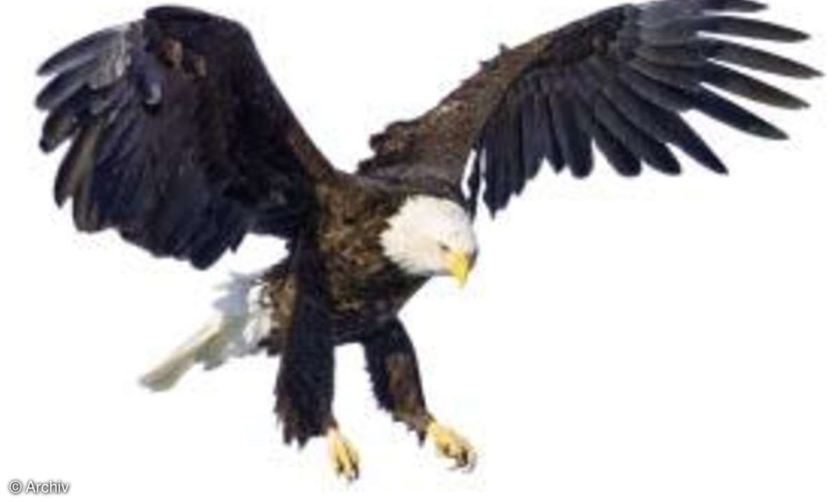 Raubvogel im Anflug