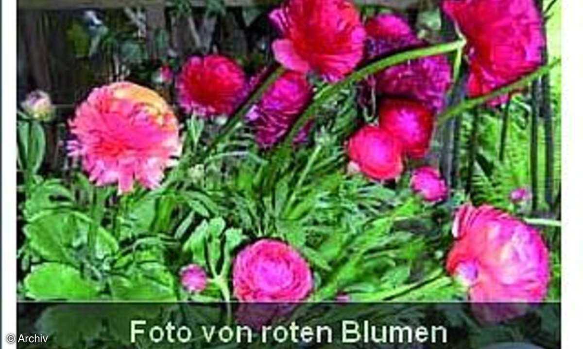 Bilder mit Pep